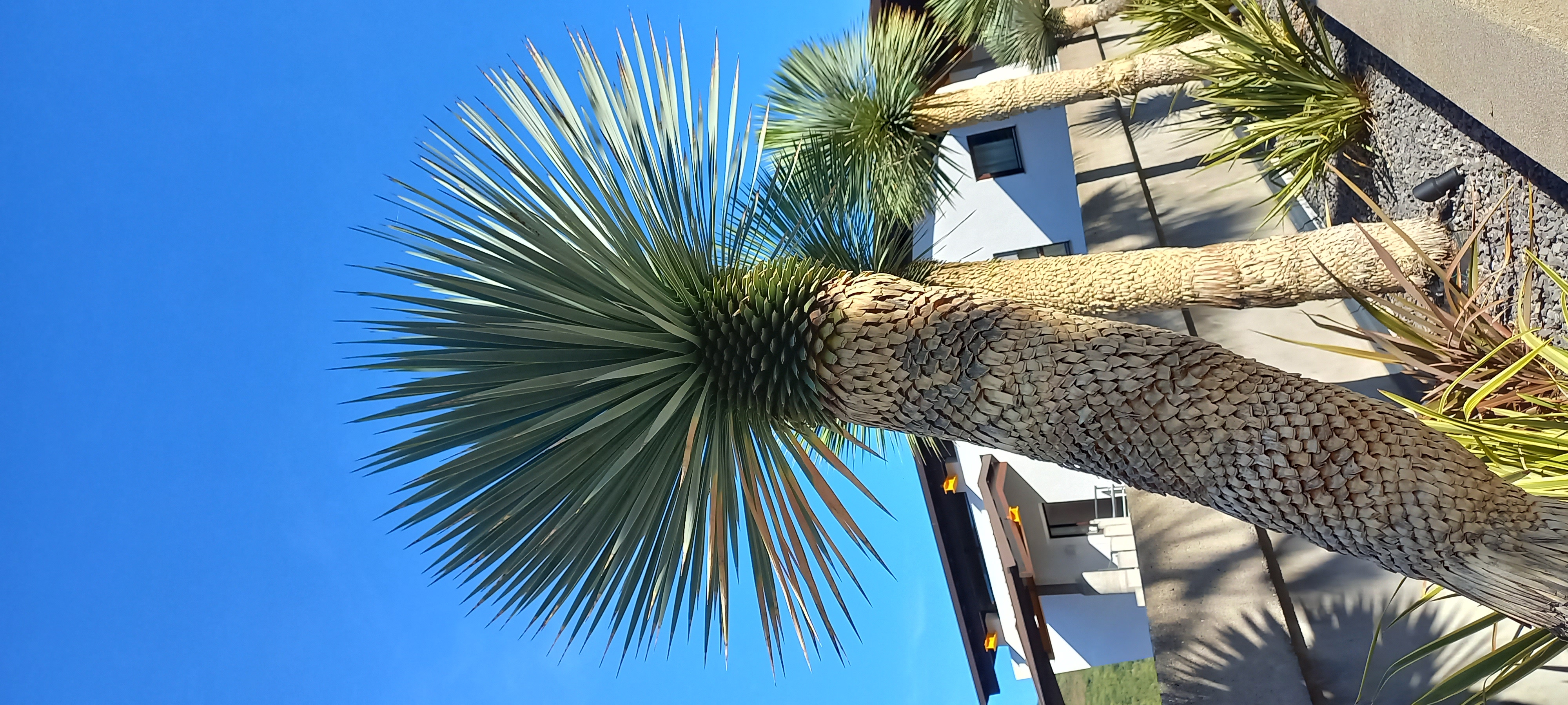 Eine Palme mit sehr dickem Stamm