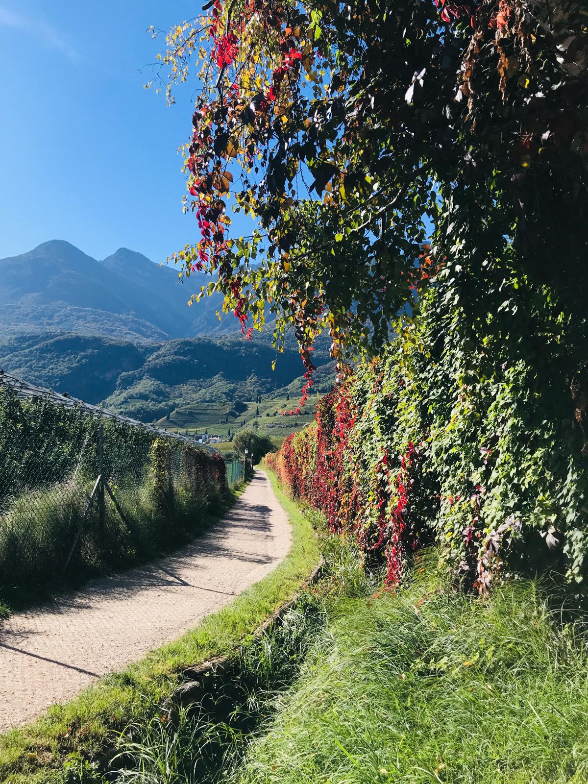 Ein idyllischer Wanderweg am kalterer See